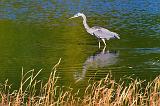 Hunting Heron_51854